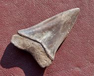 Isurus (Carcharodon) hastalis (Agassiz, 1843)