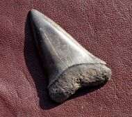 Isurus (Carcharodon) hastalis (Agassiz, 1843)