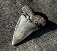 Isurus (Carcharodon) hastalis (Agassiz, 1843)