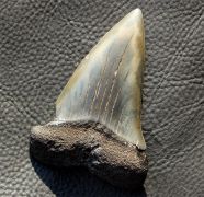 Isurus (Carcharodon) hastalis (Agassiz, 1843)