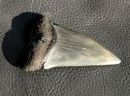 Isurus (Carcharodon) hastalis (Agassiz, 1843)