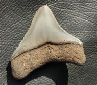 Carcharocles megalodon (Agassiz, 1843)