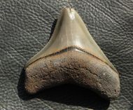 Carcharocles megalodon (Agassiz, 1843)