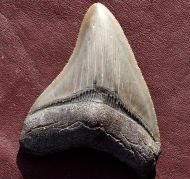 Carcharocles megalodon (Agassiz, 1843)
