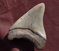 Carcharocles megalodon (Agassiz, 1843)