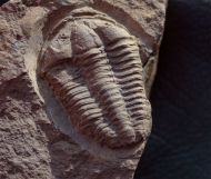 Conocoryphe cirina (Barrande, 1846)