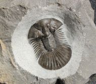 Scabriscutellum hammadi CHATTERTON et al., 2006
