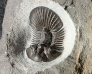 Scabriscutellum hammadi CHATTERTON et al., 2006