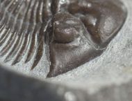Scabriscutellum hammadi CHATTERTON et al., 2006