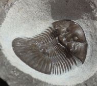 Scabriscutellum hammadi CHATTERTON et al., 2006
