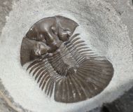 Scabriscutellum hammadi CHATTERTON et al., 2006