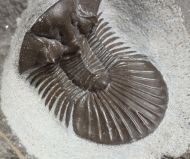 Scabriscutellum hammadi CHATTERTON et al., 2006