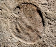 Dickinsonia costata (Sprigg, 1947)