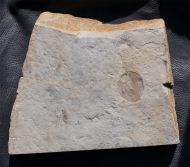 Dickinsonia costata (Sprigg, 1947)
