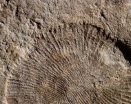 Dickinsonia costata (Sprigg, 1947)
