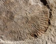 Dickinsonia costata (Sprigg, 1947)