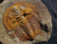 Cambropallas telesto Geyer 1993