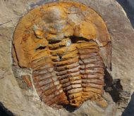 Cambropallas telesto Geyer 1993