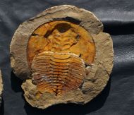 Cambropallas telesto Geyer 1993