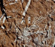 Chasmatopora furcata (Eichwald, 1854)