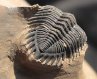 Metacanthina cf. issoumourensis Morzardec 2001