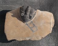 Metacanthina cf. issoumourensis Morzardec 2001
