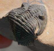 Metacanthina cf. issoumourensis Morzardec 2001