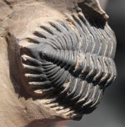 Metacanthina cf. issoumourensis Morzardec 2001