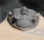 Metacanthina cf. issoumourensis Morzardec 2001