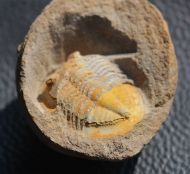 Asaphellus sp.