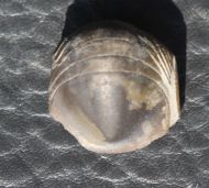 Ptyocephalus yersini (Hintze)
