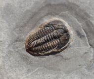 Brachyaspidion microps ROBINSON, 1971