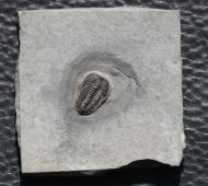 Brachyaspidion microps ROBINSON, 1971