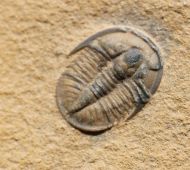 Cedaria minor (WALCOTT, 1916)