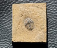 Cedaria minor (WALCOTT, 1916)