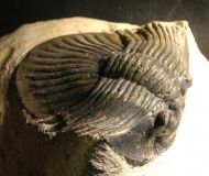 Platyscutellum cf. massai ALBERTI, 1981