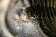 Platyscutellum cf. massai ALBERTI, 1981