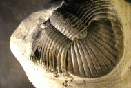 Platyscutellum cf. massai ALBERTI, 1981