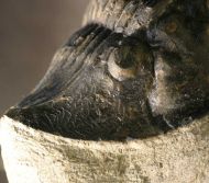Platyscutellum cf. massai ALBERTI, 1981