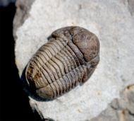 Gerastos cuvieri (STEININGER, 1831)