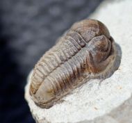 Gerastos cuvieri (STEININGER, 1831)