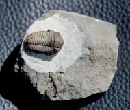 Gerastos cuvieri (STEININGER, 1831)
