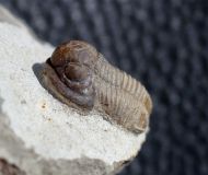 Gerastos cuvieri (STEININGER, 1831)