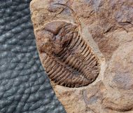 Conocoryphe cirina (Barrande, 1846)