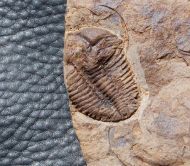 Conocoryphe cirina (Barrande, 1846)