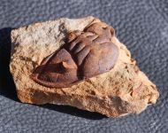 Dalmanitina socialis (BARRANDE, 1846)