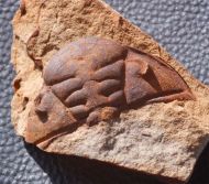 Dalmanitina socialis (BARRANDE, 1846)