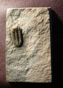 Ductina (ductina) ductifrons (R.& E.RICHTER 1923)