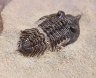 Pseudocryphaeus sarirus MORZADEC, 2001