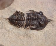 Pseudocryphaeus sarirus MORZADEC, 2001